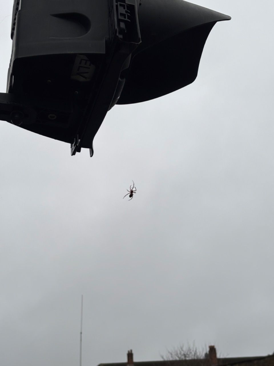Photograph of spider hanging from a web strand attached to a traffic light